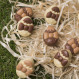 Cutie cu praline din ciocolata 8 Happy Easter Cups
